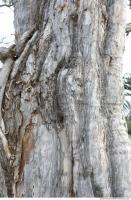 tree bark 0008